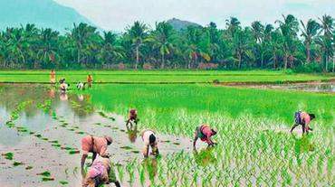 # 36051045 - £2,630 - Agriculture Land, Ernakulam, Ernakulam, Kerala, India